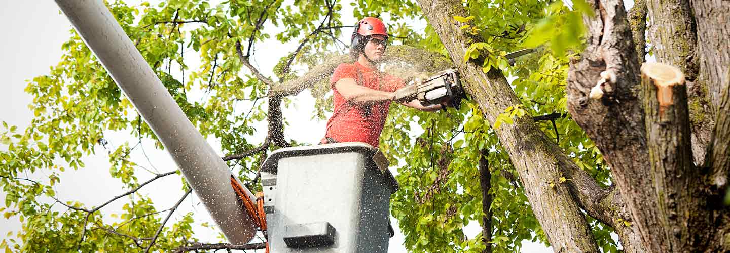 AdriansTreeAndLandscapeServices-457790295